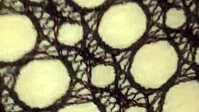 Dizzy thadon licks and blows with wild energy 😈