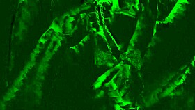 Stepsister Slides Onto BBC