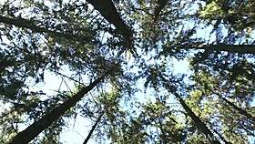 Horny Couple Blowjob Outdoors Multiple Orgasms And Squirting At Home