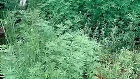 Weed farm surprise turns into deepthroat blowjob outdoor