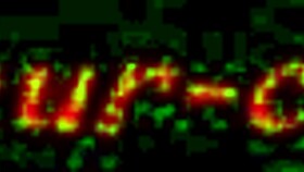 Africanska skönheter ger intensiv oralsex i porträtt!