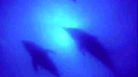 in this retro film, dark lantern entertainment presents the dragonfly