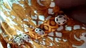 Pakistani Beauty Unleashes Wild Passion in Steamy WhatsApp Call Sex