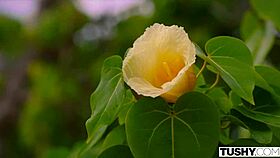 Gaping With Best Friend On Vacation