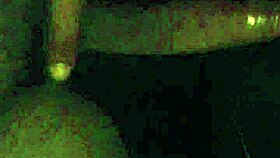 Chatting about getting head from that sexy Latina in the car.