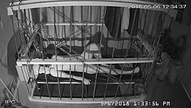 the cagecam shows a non-edited feed of bound gay men in bondage play