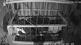 the cagecam shows a non-edited feed of bound gay men in bondage play