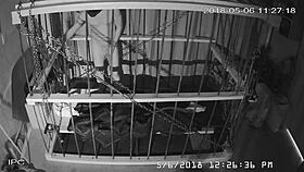 the cagecam shows a non-edited feed of bound gay men in bondage play