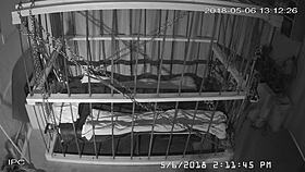 the cagecam shows a non-edited feed of bound gay men in bondage play