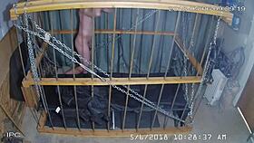 the cagecam shows a non-edited feed of bound gay men in bondage play