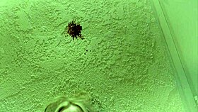 i got unstressed by a big black cock with the brunette babe riding and doggystyle fucking