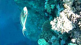 Naughty milf mariaold flashes her huge boobs.