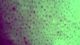 Phatcat Fucking in Woods!