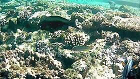 Naughty milf mariaold flashes her huge boobs.