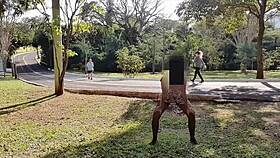 brazilian wife dances for stranger in public