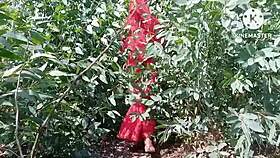 indian desi called outside home and fucked with dildo 😈