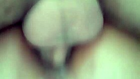 Meu Bb's Tender Affection