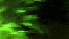 teen 18+ with perfect body tames lewd hard willy