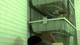 The horny gay guy with tattoos indulges in kinky piss play on his wet sofa, experiencing wild sensations.