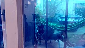 I filmd my cuckold neibor enjoying his latina wife getting arrombada by big penis - el toro de oro