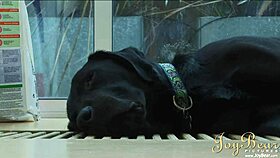 Joybear and Megan Coxxx engage in amazing pussy licking and creampie with monster cock.