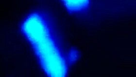 sloppy big black cock monster cock trim