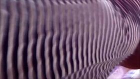 pregnant latina lifts her skirt showing off in public