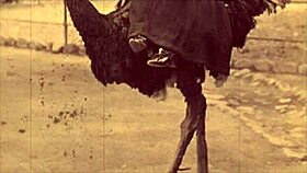 look at this vintage taboo scene where she bends over for doggystyle with hairy pussy outdoors