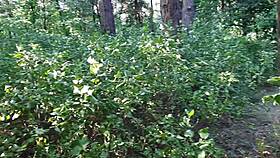 i helped a stranger cum in public nature with strapon dripping