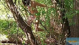 Look at that stunning forest beauty showing off