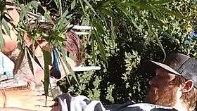 Hot suck and fuck happening in the 420 patch.