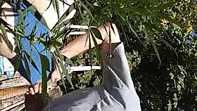 Hot suck and fuck happening in the 420 patch.