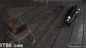 Hotty receives a neck collar and legs widen wide open