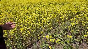 Beautiful Chubby Cutie with Big Tits Gives POV Outdoor Blowjob and Plays with Cum