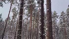 Big ass girl experiences deep emotions during outdoor creampie with taxi driver in deep woods.