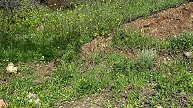 american tourist in saudi arabia shocked as sextoy dealer offers used dildo for gaping