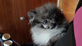 Jazmine Jynx Labiaplasty Vlog Shows Before, After, and Wild BTS