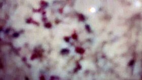 Neighbor bathing and shaving her pussy, I entered her