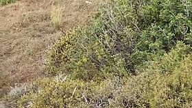 petite pipe exhib en nature pendant mon voyage a chypre