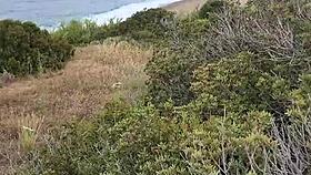 petite pipe exhib en nature pendant mon voyage a chypre