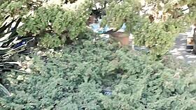 Caught masturbating in Balboa Park?