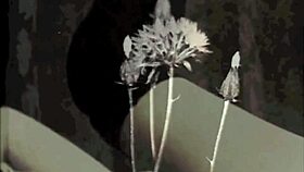 In my secret life, vintage erotic scenes unfold with blowjobs and cumshots