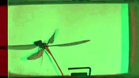 Dark Lantern Entertainment Presents The Dragonfly Freddie