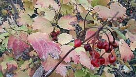 Our Autumn Lesbian Sex in Hut Features Romantic Mutual Masturbation