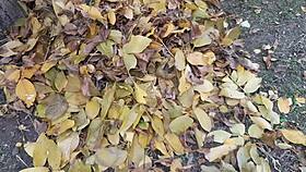 Our Autumn Lesbian Sex in Hut Features Romantic Mutual Masturbation