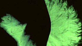 Dark lantern presents vintage sin city 😏