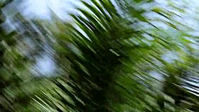 Horny African Bbw Wife Meets Monster Cock And Rides It In The Bush