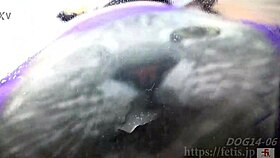 asian girl drinks urine and urinates