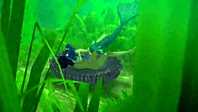 Tropical Monster Girls Character Creation And Stranding