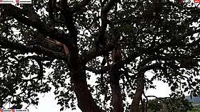 Enfiei a piroca na loira e na morena em cima da árvore no meio da rua